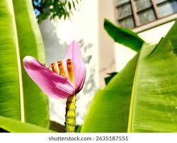 Image result for Musa ornata