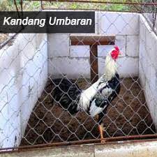 Kandang ayam bangkok dengan 4 pintu, tingkat atas bawah. Jenis Kandang Ayam Bangkok Ukuran Dan Cara Membuatnya