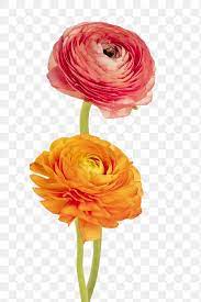 Colorful Ranunculus Flower Transparent Png Free Image By Rawpixel Com Jira Free Illustrations Free Png Flowers