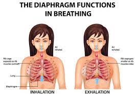 My approach to myofascial release (mfr) has evolved from a belief in the. Premium Vector The Diaphragm Functions In Breathing Infographic