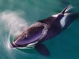 Dynasty reader » yuri squid: Stunning Photos That Will Make You Want To Protect Our Oceans