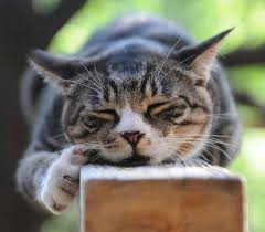 San diego shelters and adoption/rescue groups. Links For Additional Resources Feral Cat Coalition Of Oregon