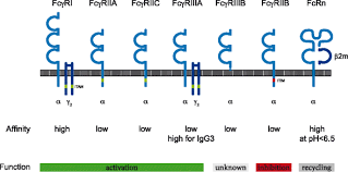 Maybe you would like to learn more about one of these? Efficacy Of Intravenous Immunoglobulin In Neurological Diseases Springerlink