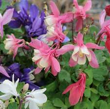 Image result for Aquilegia pompom mix