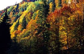 We did not find results for: PÄduri Din Maramures Peterlengyel