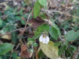 Image result for Blepharis integrifolia