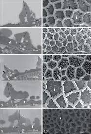 Image result for Impatiens psychadelphoides