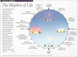 circadian rhythm chart the rhythm of life 3 chinese