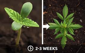 When using hid lighting (usually a metal halide lamp), young seedlings should be kept at least 50cm from the bulb. Cannabis Light Schedule Herbies