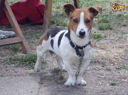 Short Legged Jack Russell For Sale Ely Cambridgeshire Pets4homes Jack Russell For Sale Jack Russell Jack Russell Terrier
