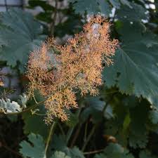 Image result for Macleaya cordata