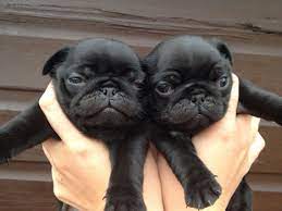 Black Pug Puppies Cute Pugs Pug Puppies Pug Puppies For Adoption