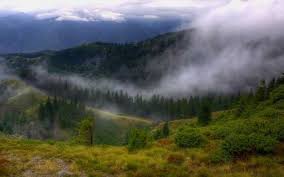 In urma cu mai bine de 380 de milioane de ani, o padure cu arbori masivi se cea mai scumpa constructie de pe pamant: Care Este Cea Mai Veche PÄdure Din Romania Paduri Vechi In Romania