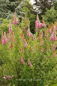 Image result for Spiraea billardii