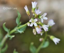 Image result for Turritis glabra