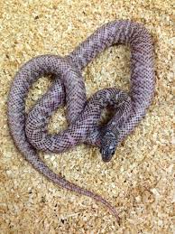 Ghost Brooks Kingsnake Bhb Reptiles Reptiles Reptiles And Amphibians Land Turtles