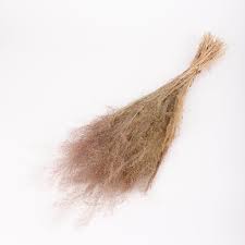 Image result for Agrostis products