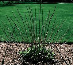 Hydrangea Wont Flower Uk Best Flower Wallpaper