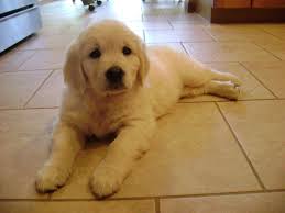 English Cream Golden Retriever