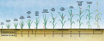 southern small grains resource management handbook uga