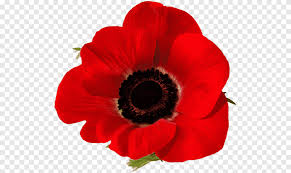 One of the most known in the united kingdom is the red poppy as a symbol of remembrance of the fallen in war. Remembrance Poppy Lest We Forget In Flanders Fields Common Poppy Poppy Annual Plant Plants Png Pngegg