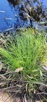 Image result for Isolepis costata