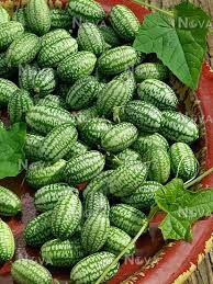 Image result for Zehneria scabra