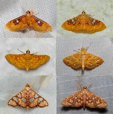 Image result for Craterosiphon quarrei