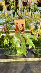 Image result for Platycerium stemaria