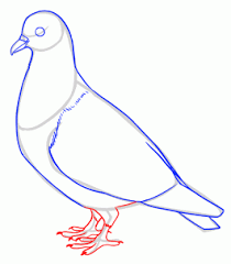 How To Draw Pigeons Step 9 Bird Drawings Pigeon Cute Pigeon