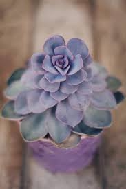 Maybe you would like to learn more about one of these? A Purple Pearl Succulent In A Purple Flower Pot By Kaat Zoetekouw Purple Succulent