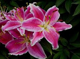 Enjoy the beauty of your freshly cut flowers, all while ensuring their beauty lasts. 9 Long Lasting Cut Flowers Flowers And Kisses Flowers And Kisses