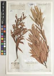 Image result for Cryptocarya woodii