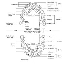 • symbolic system • in this system the arches are divided into quadrants. Ems Solutions International By Drramonreyesmd Marca Registrada Tooth Numbering Systems In Dentistry By Dentagama Com