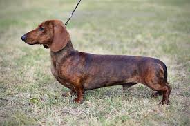 Image result for jezevčík hladkosrstý