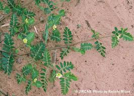 Image result for Tribulus terrestris