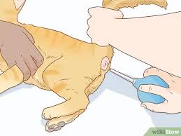 After a couple of years, the sugars in the lactulose caused the bad bacteria in his intestines to. 3 Ways To Diagnose And Treat Megacolon In Cats Wikihow