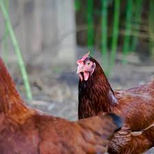 Rhode island reds are one of my favorite chickens. Raising Rhode Island Red Chickens