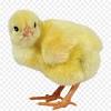 Tavuk galinha pintadinha 2 gallina pintadita 1 borboletinha, tavuk, hayvanlar, etiket, kalp png. 1