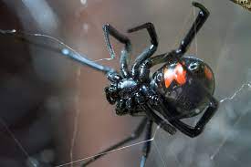 321 Black Widow Spider Close Up Stock Photos Pictures Royalty Free Images Istock