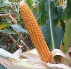 How To Grow Your Own Popcorn Popcorn Seeds Old Farmers Almanac Corn Seed