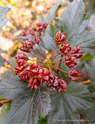 As john jeavons writes in his excellent book how to grow more vegetables, a scientific definition of companion planting is: Midnight Maroon Dark Mysterious Physocarpus Opulifolius Diablo The Gardener S Eden