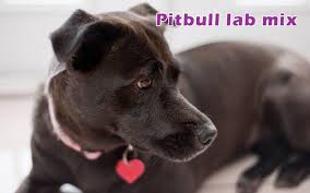 pitbull lab mix characteristics appearance and hd pictures