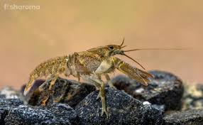 Recommended diet crayfish will eat virtually anything on the bottom of the aquarium such as pieces of uneaten food, shrimps, crabs, snails, and frogs. What Do Crayfish Eat A Comprehensive Diet Guide