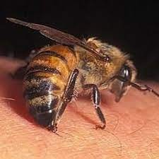 chto delat esli ukusila pchela ili osa insects bee