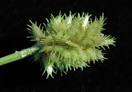 Image result for Cyperus squarrosus