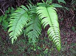 Image result for Cyclosorus molundensis