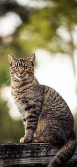 Cat Phone Wallpapers September 2020 I Like Cats Very Much Cat Phone Wallpaper Cat Wallpaper Cats