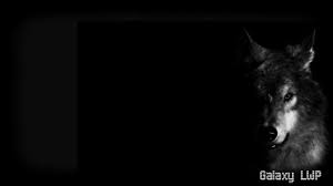 Each unsplash image was carefully curated and shot by a dedicated, skilled professional. Black Wolf Wallpaper Fur Android Apk Herunterladen