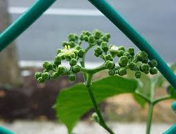 Image result for Cayratia